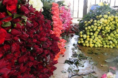 Hoa hồng Đà Lạt lên cơn sốt