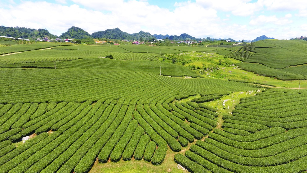 Mướt mắt ngắm đồi chè xanh ngắt ở thị trấn Nông trường Mộc Châu - 4 Mướt mắt ngắm đồi chè xanh ngắt ở thị trấn Nông trường Mộc Châu - 4
