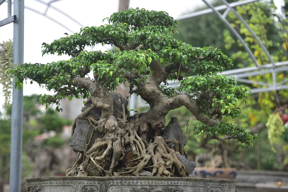 Hoa mắt trước khu vườn triệu đô của ông vua cây cảnh - 13 Hoa mắt trước khu vườn triệu đô của ông vua cây cảnh - 13