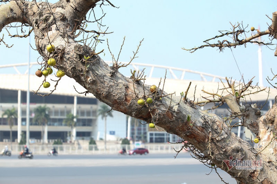 Chậu sung trăm tuổi trụi lá, hét giá 200 triệu đồng ở Hà Nội - 9 Chậu sung trăm tuổi trụi lá, hét giá 200 triệu đồng ở Hà Nội - 9