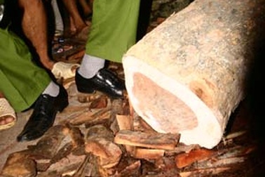 Xác định nguồn gốc cây sưa “thượng thọ” vừa thu giữ