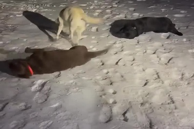 Chó thích thú khi được chơi đùa trên tuyết