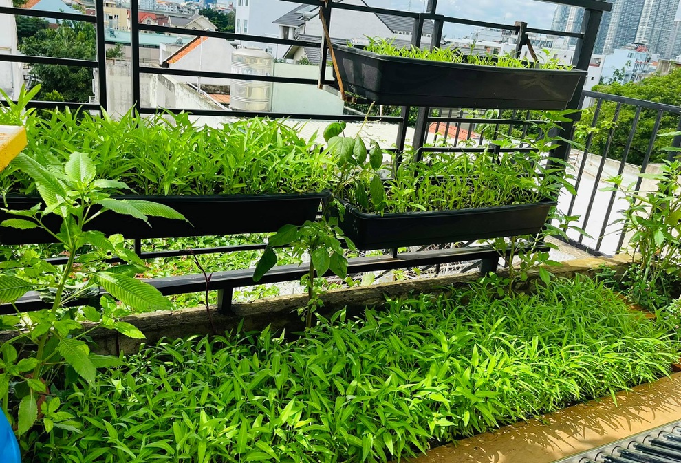 Ngắm vườn như rừng bách thảo trên sân thượng của nữ gia chủ ở Sài Gòn - 4