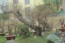 Ghé thăm người trồng đào trước độ xuân về