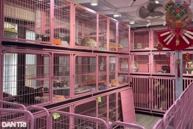 500.000 đồng/ngày, dịch vụ cho chó mèo đi khách sạn vẫn "cháy hàng"