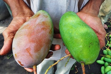 An Giang xuất khẩu lô xoài ba màu đầu tiên vào thị trường Úc