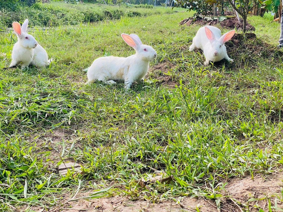 Ông bố 3 con mê làm vườn, thích sưu tầm sản vật quý ở vùng cao về Thủ đô - 6 Ông bố 3 con mê làm vườn, thích sưu tầm sản vật quý ở vùng cao về Thủ đô - 6