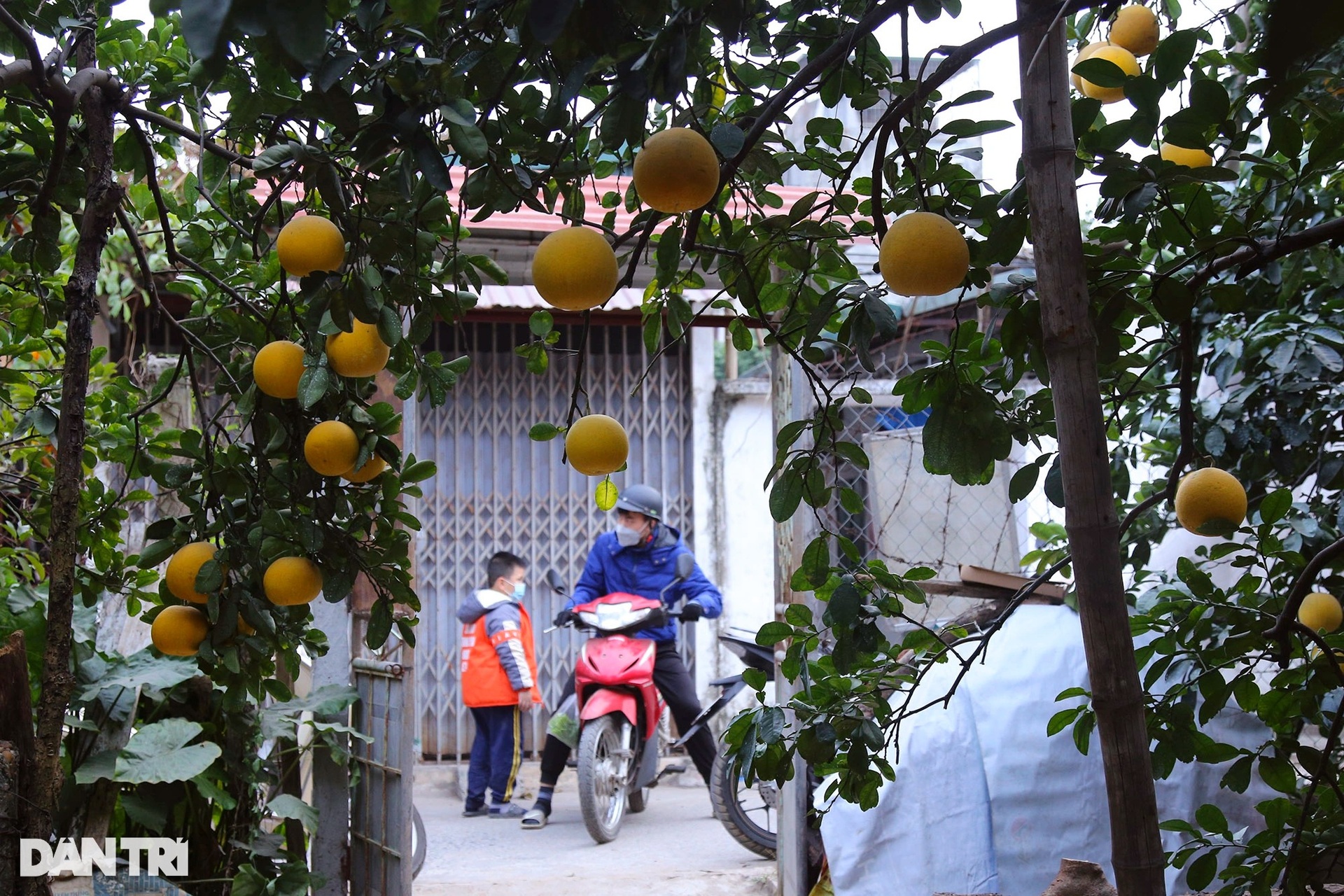 Bưởi Phú Diễn ở Hà Nội vàng rực vụ mùa Tết - 11