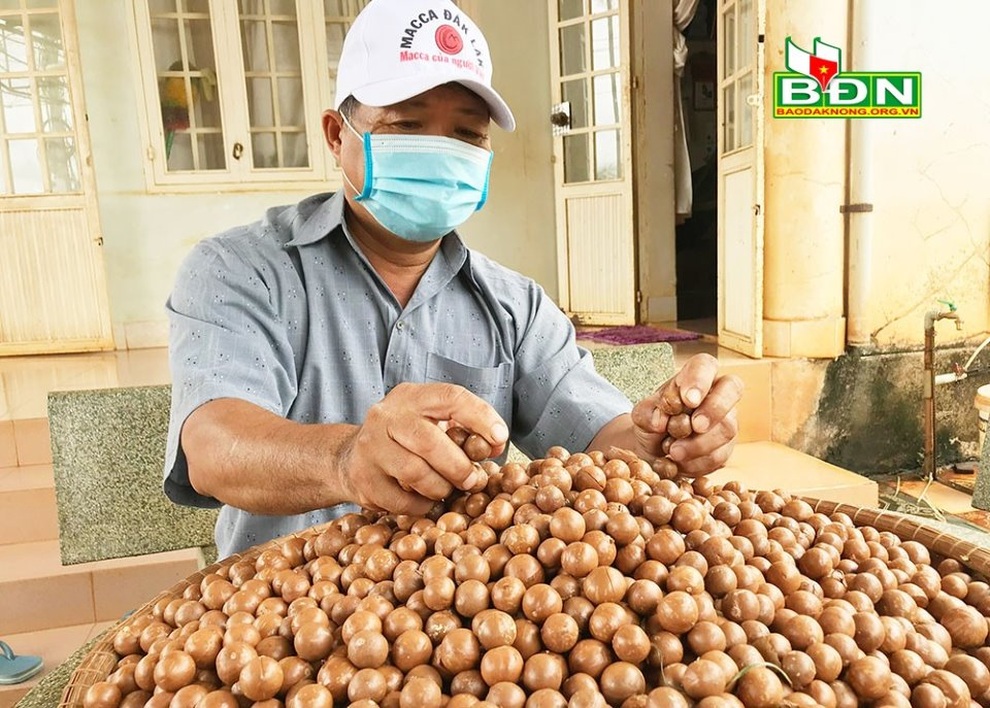 Đắk Nông: Mắc ca được mùa, giữ giá giữa mùa dịch - 1 Đắk Nông: Mắc ca được mùa, giữ giá giữa mùa dịch - 1