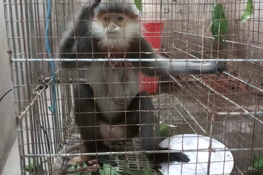 Voọc chà vá quý hiếm đi lạc trên... đường cao tốc