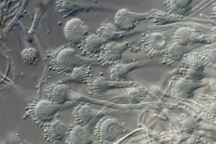 Khoa học cảnh báo một "đại dịch thầm lặng" đang tiến tới gần