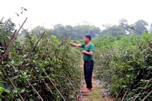 Trồng thứ cây leo lung tung, ra củ như thừng buộc trâu, chỉ 1ha mà lão nông thu 3,6 tỷ