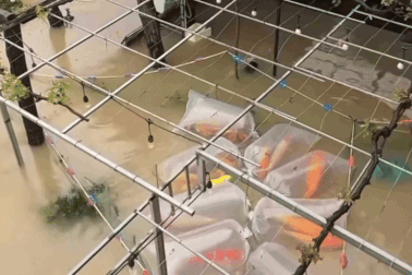 Đàn cá Koi hàng trăm triệu đồng bị lũ cuốn, chủ nhân "ngồi trên đống lửa"