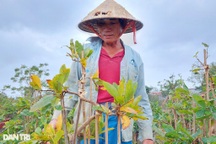 "Thủ phủ" mai vàng lớn nhất miền Trung, thấp thỏm vì nỗi lo Covid-19