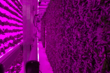 Hai cha con cải tạo container thành nông trại sản xuất 4000 cây rau tuần