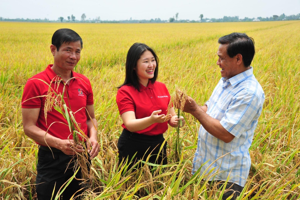 Agribank ưu đãi tín dụng phục vụ Đề án lúa gạo vùng Đồng bằng sông Cửu Long - 1 Agribank ưu đãi tín dụng phục vụ Đề án lúa gạo vùng Đồng bằng sông Cửu Long - 1