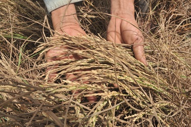 Tiền hỗ trợ hạn, mặn cho nông dân bị cán bộ “chặn”