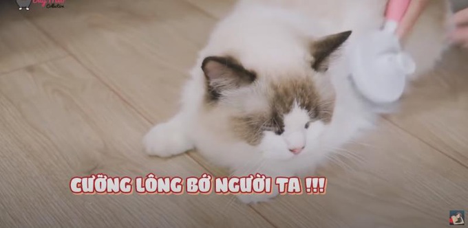 Linh Ngọc Đàm bắt sạch mèo trong nhà để trưng thu lông làm... mũ - Ảnh 4.