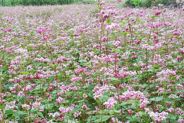 “Hà Giang cần biến Di sản thành thương hiệu du lịch”