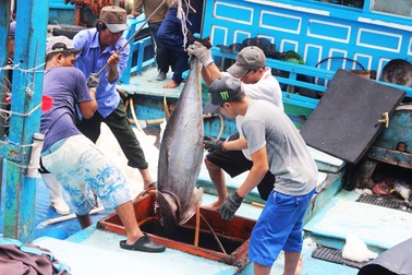 Ngư dân gặp khó vì nhiều “lệ làng” khi vay vốn đóng tàu cá