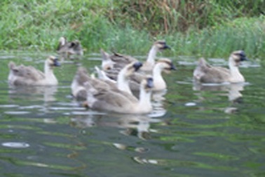 Vi rút H5N1 gia tăng đột biến 