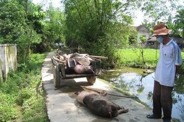 Hà Tĩnh công bố dập tắt dịch tai xanh ở lợn