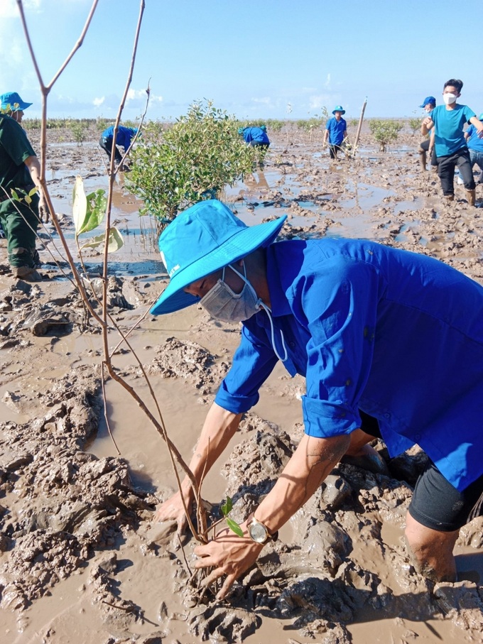 Tham gia trồng rừng ngập mặn