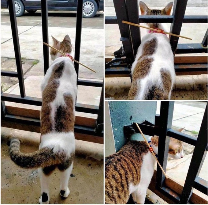 Mèo nhà hay bỏ đi đêm, chủ nhân quyết định gắn thêm một vật trên cổ khiến dân tình nổ ra tranh cãi - Ảnh 1. Mèo nhà hay bỏ đi đêm, chủ nhân quyết định gắn thêm một vật trên cổ khiến dân tình nổ ra tranh cãi - Ảnh 1.