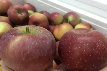 Sự thật bất ngờ về táo đá Hà Giang gây “sốt” thị trường