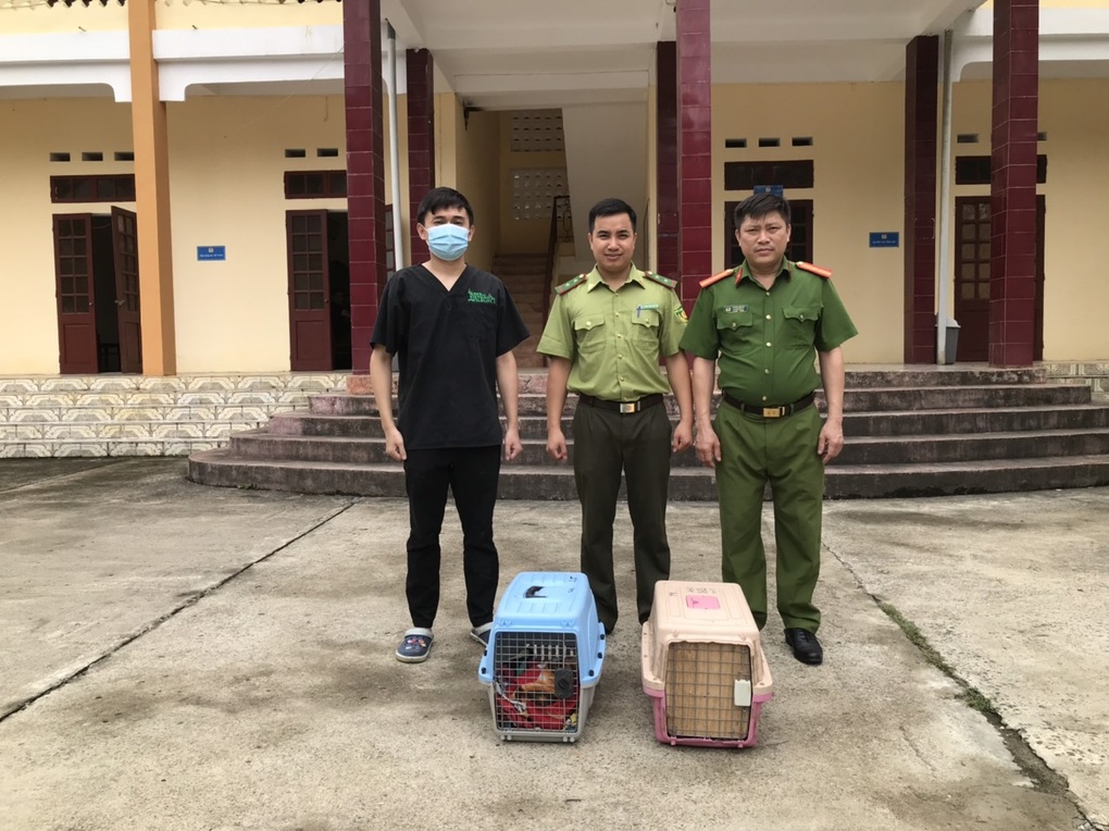 Cứu hộ khẩn cấp hai cá thể cầy vằn bắc quý hiếm - 2 Cứu hộ khẩn cấp hai cá thể cầy vằn bắc quý hiếm - 2