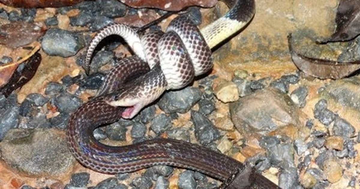 Một cá thể rắn hổ hành được bắt gặp tại tỉnh Kiên Giang (Ảnh: Trần Trí Dũng).