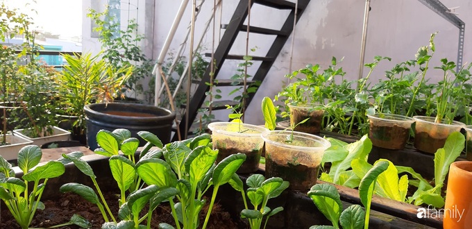 Cô gái trẻ Sài Gòn chia sẻ kinh nghiệm trồng nho trên sân thượng thu hoạch mỏi tay không hết quả - Ảnh 9. Cô gái trẻ Sài Gòn chia sẻ kinh nghiệm trồng nho trên sân thượng thu hoạch mỏi tay không hết quả - Ảnh 9.