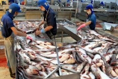 Truyền thông Úc đánh giá tích cực về thủy sản Việt Nam