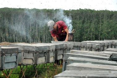 Nghề được "rừng nuôi" kiếm vài trăm triệu mỗi năm