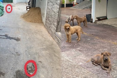 Nỗi khổ sống cùng xú uế của người dân ở "con hẻm chó thả rông"