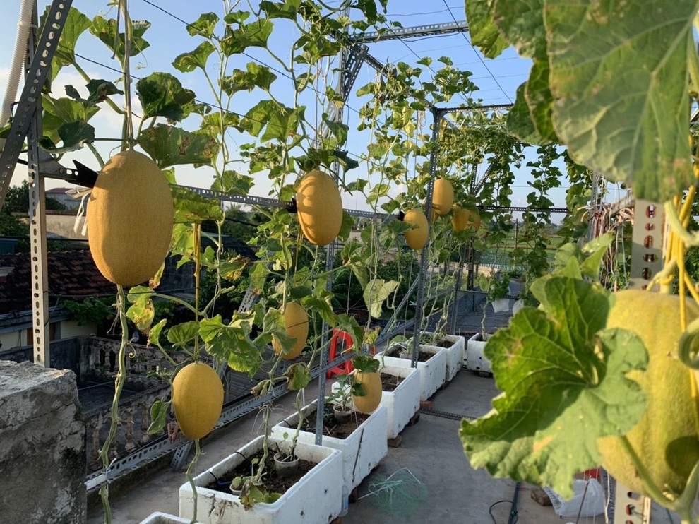 Vườn dưa nằm võng trăm gốc, gia chủ hái mỏi tay hơn 3 tạ/mùa - 2