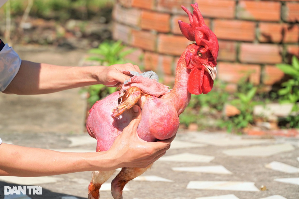 Chú gà không lông, da trắng hồng, ngủ mùng có sở thích sang chảnh ở Cần Thơ - 1 Chú gà không lông, da trắng hồng, ngủ mùng có sở thích sang chảnh ở Cần Thơ - 1