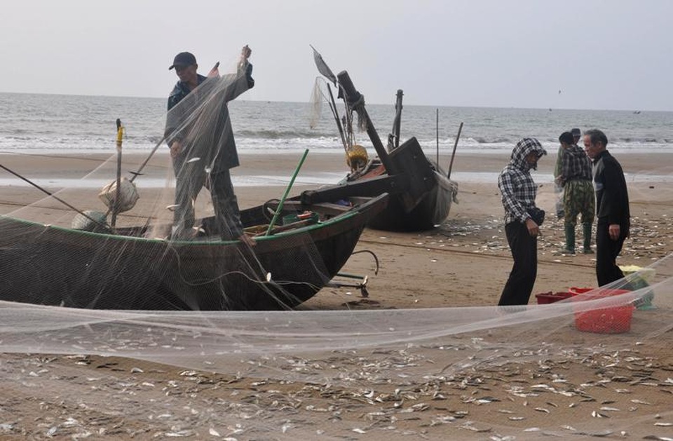 Thanh Hoá: “Hốt bạc” mùa cá trích ở Sầm Sơn - 2 Thanh Hoá: “Hốt bạc” mùa cá trích ở Sầm Sơn - 2