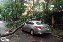 Hà Nội: Cây đổ, mưa ngập nhiều tuyến đường, người dân "bì bõm" tìm lối đi