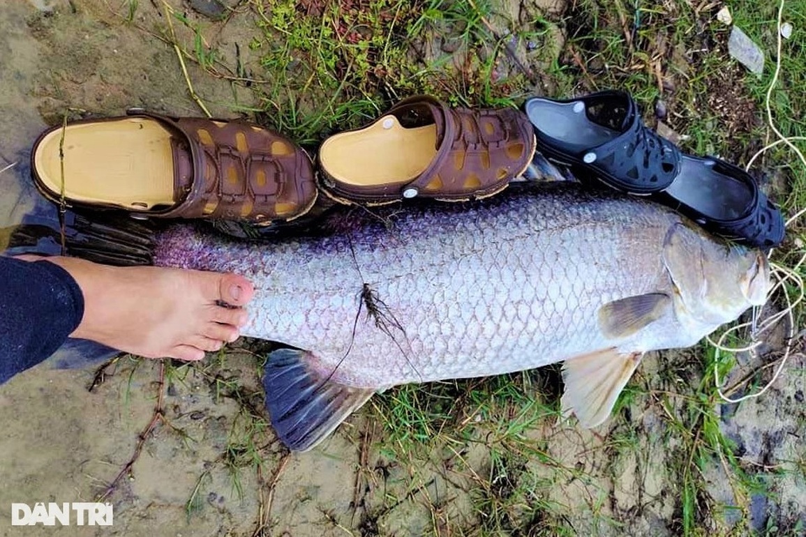 Đầu năm, cần thủ háo hức săn thủy quái trên sông Trường Giang - 2 Đầu năm, cần thủ háo hức săn thủy quái trên sông Trường Giang - 2