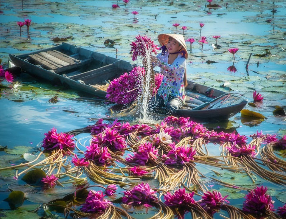 Bộ ảnh “Thu hoạch hoa súng” đậm chất thơ của nhiếp ảnh gia Việt Nam - 1 Bộ ảnh “Thu hoạch hoa súng” đậm chất thơ của nhiếp ảnh gia Việt Nam - 1