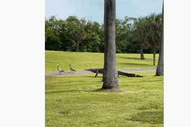 Khoảnh khắc thú vị: Đôi vịt "dạo chơi" cùng cá sấu ở sân golf