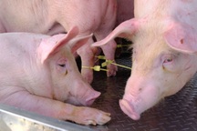 Đoàn kiểm tra an toàn thực phẩm nhiều lần bị sỉ nhục, ném thịt heo vào mặt