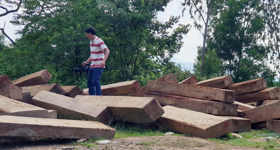 Thêm thủ đoạn phá rừng tại Phú Yên: Dùng cả đàn trâu kéo gỗ đi tiêu thụ! - 2 Thêm thủ đoạn phá rừng tại Phú Yên: Dùng cả đàn trâu kéo gỗ đi tiêu thụ! - 2
