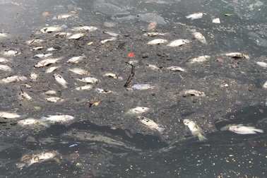 Hà Nội: Công nhân môi trường vớt hàng tấn cá chết thối, nổi trắng hồ Trúc Bạch