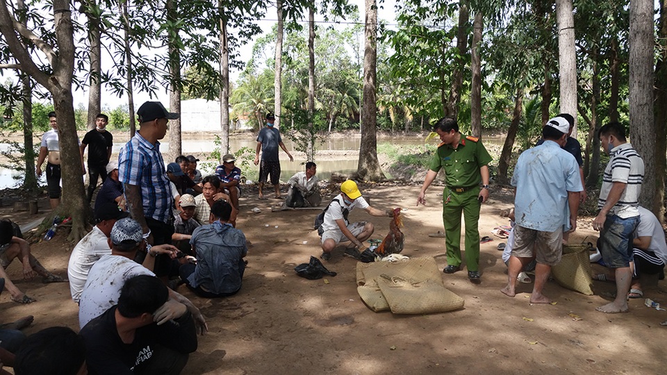 Triệt phá trường gà quy mô lớn có người canh gác ở vườn sao - 1 Triệt phá trường gà quy mô lớn có người canh gác ở vườn sao - 1