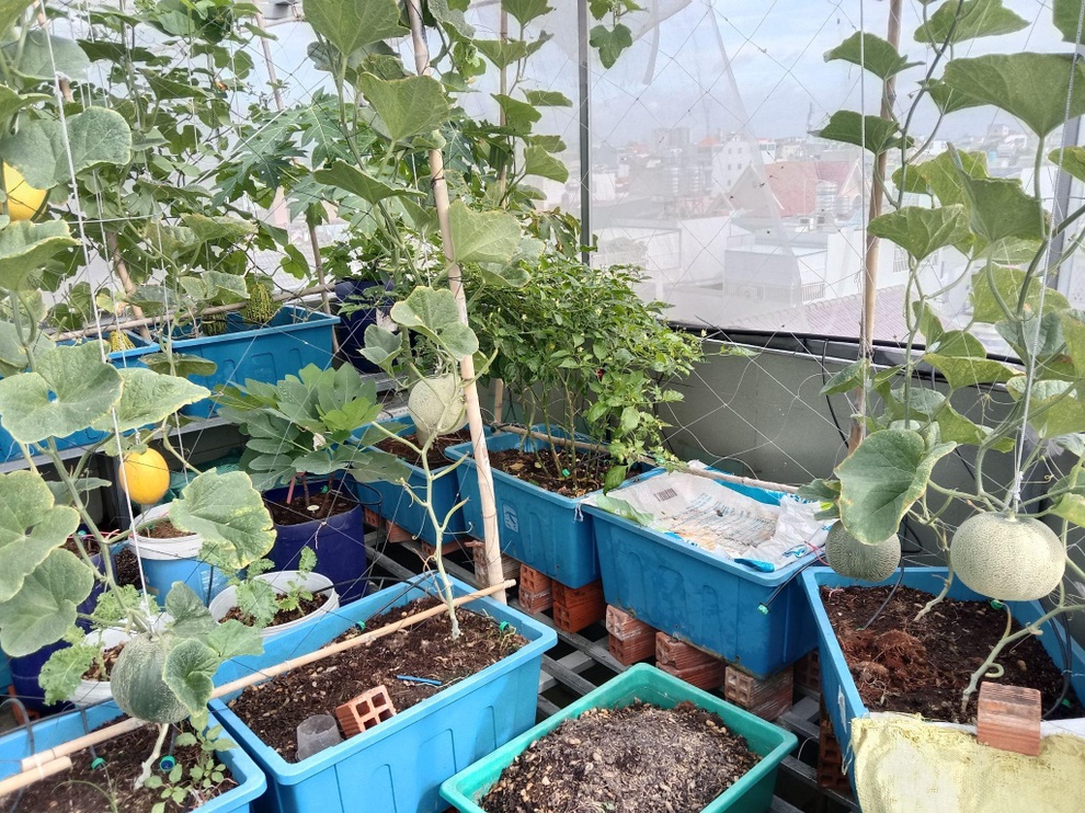 Ông bố mát tay làm vườn dưa lưới, thu hoạch 150kg/vụ ở Sài Gòn - 5