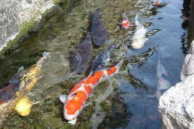 Đến nơi sạch tới mức hàng nghìn con cá sống khỏe dưới rãnh nước thải