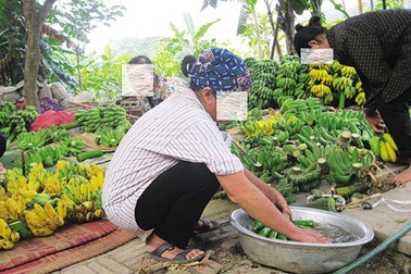 Lật tẩy mánh thúc chuối chín “siêu tốc” bằng hóa chất độc hại 