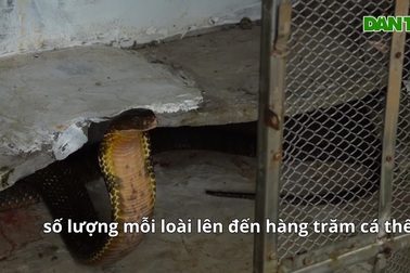 Trại rắn Đồng Tâm, nơi nuôi hàng trăm sát thủ bò sát